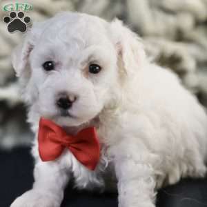 Bobby, Bichon Frise Puppy